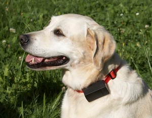 elektronicky_obojek_pro_psy_02.jpg